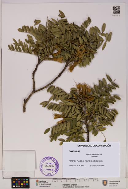 Sophora macrocarpa [Espécimen: UDEC:CONC:0202187]