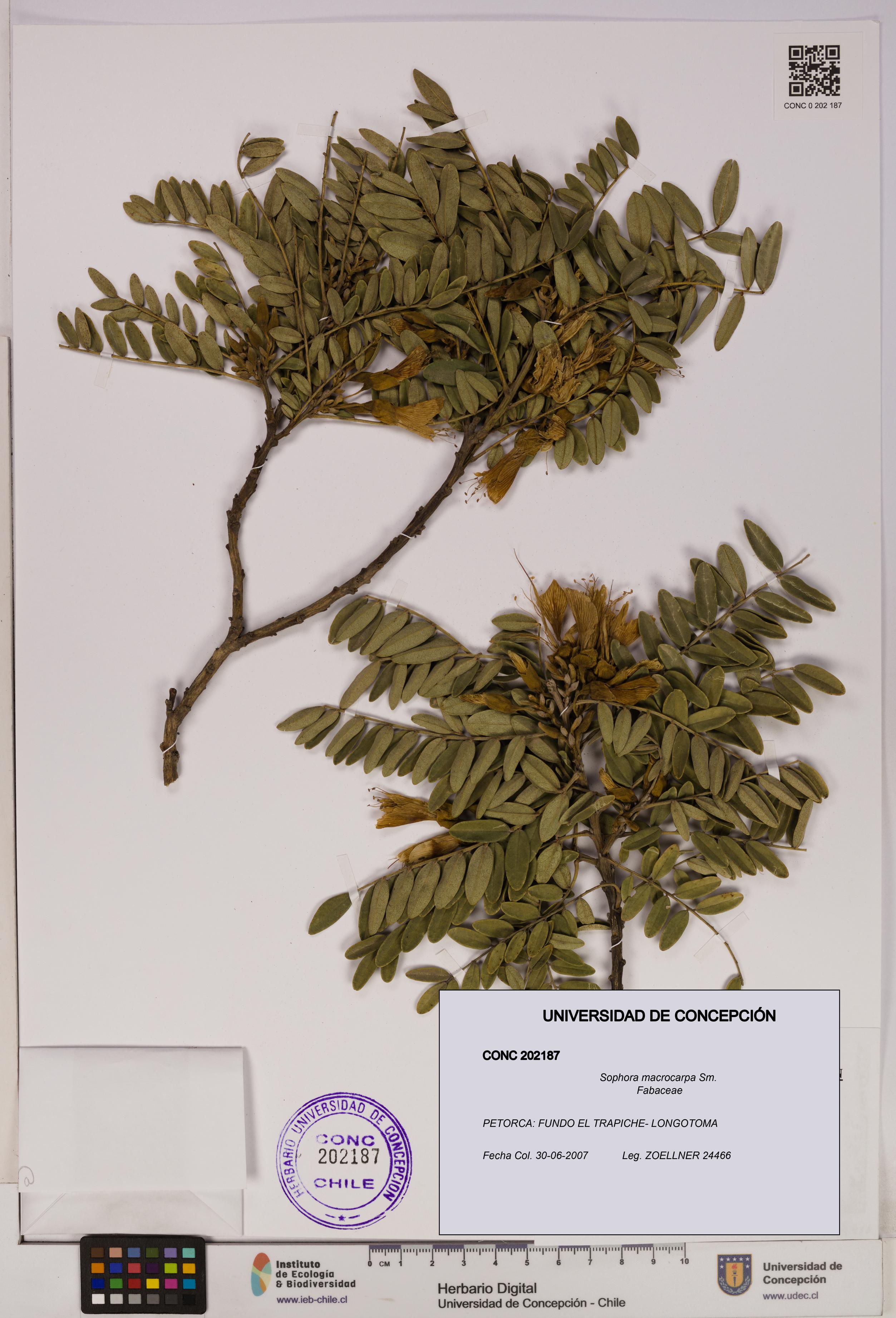 Sophora macrocarpa [Espécimen: UDEC:CONC:0202187]