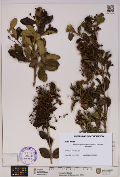 Blepharocalyx cruckshanksii [Espécimen: UDEC:CONC:0202190]