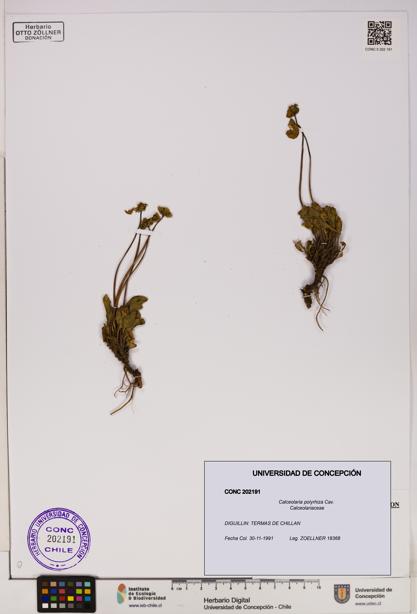 Calceolaria polyrhiza [Espécimen: UDEC:CONC:0202191]