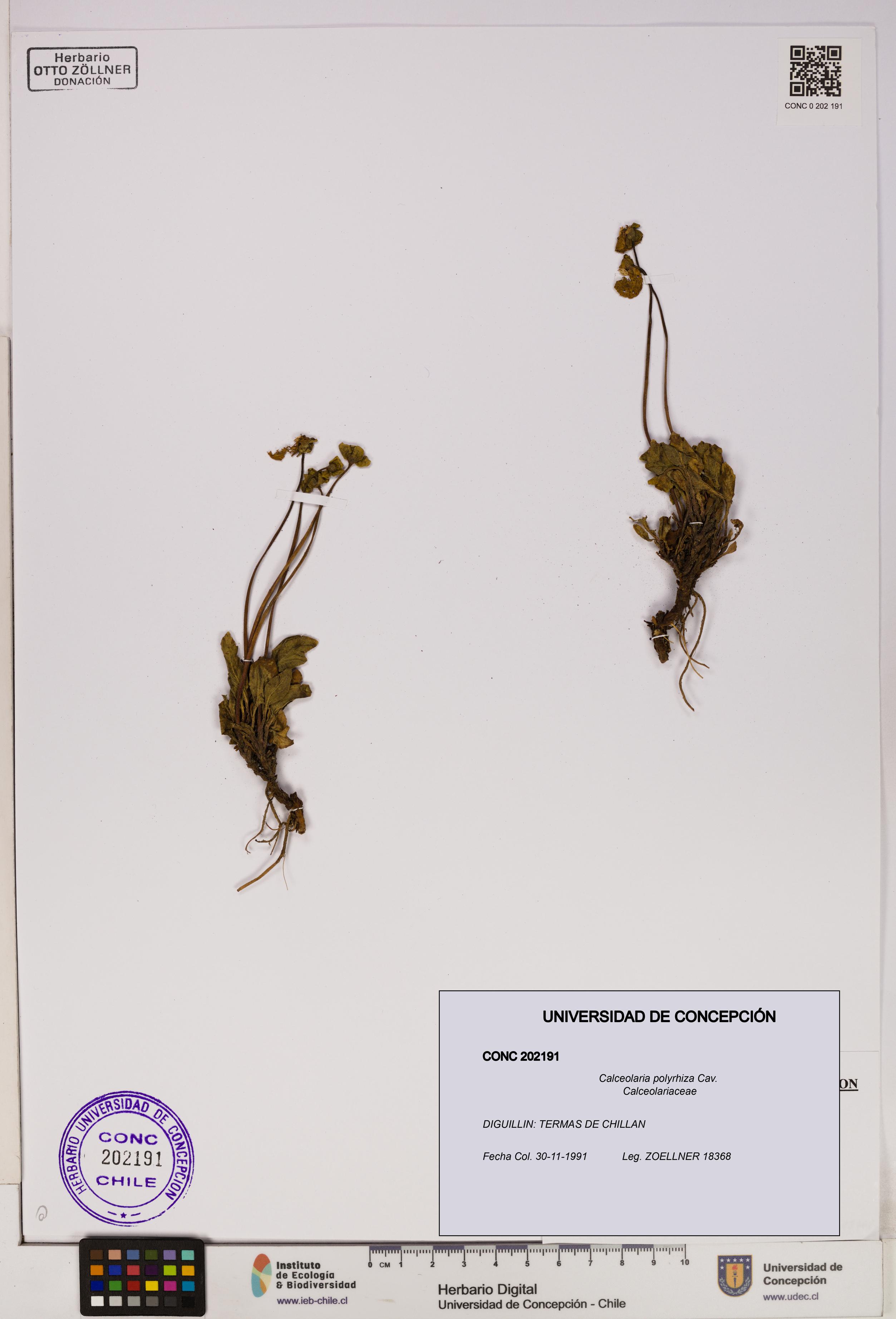 Calceolaria polyrhiza [Espécimen: UDEC:CONC:0202191]