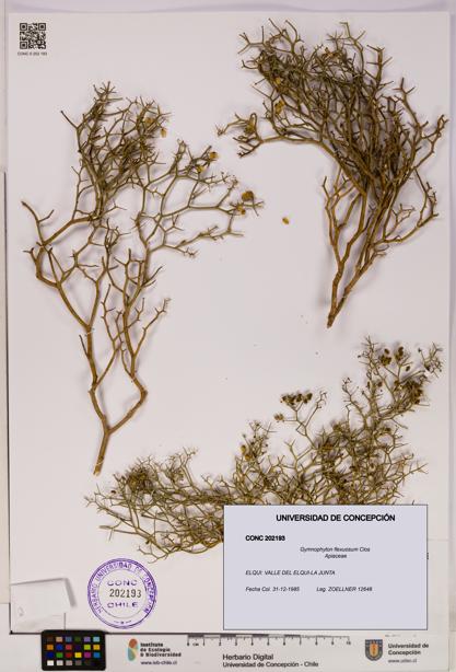 Gymnophyton flexuosum [Espécimen: UDEC:CONC:0202193]