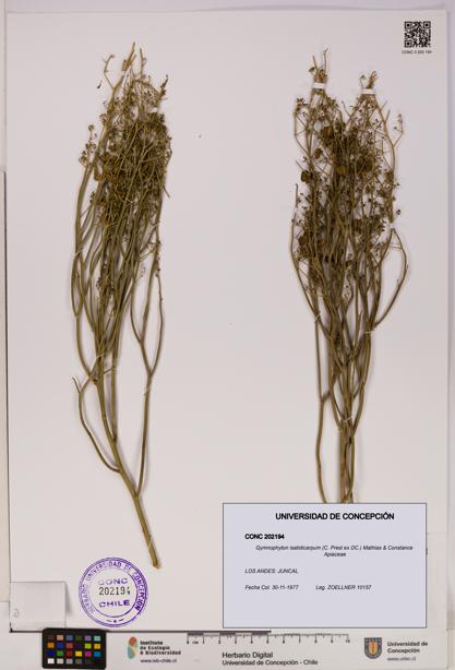 Gymnophyton isatidicarpum [Espécimen: UDEC:CONC:0202194]