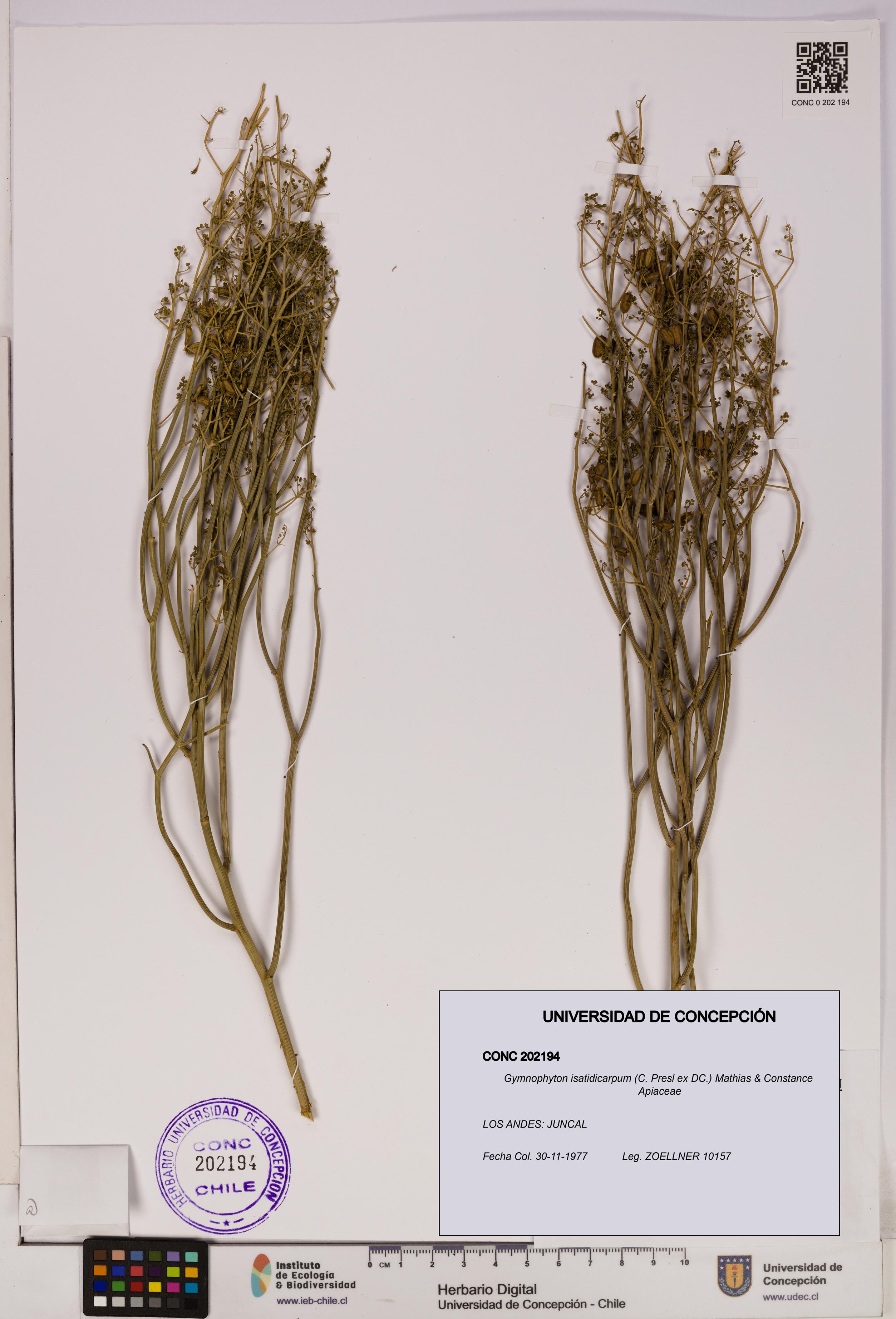 Gymnophyton isatidicarpum [Espécimen: UDEC:CONC:0202194]