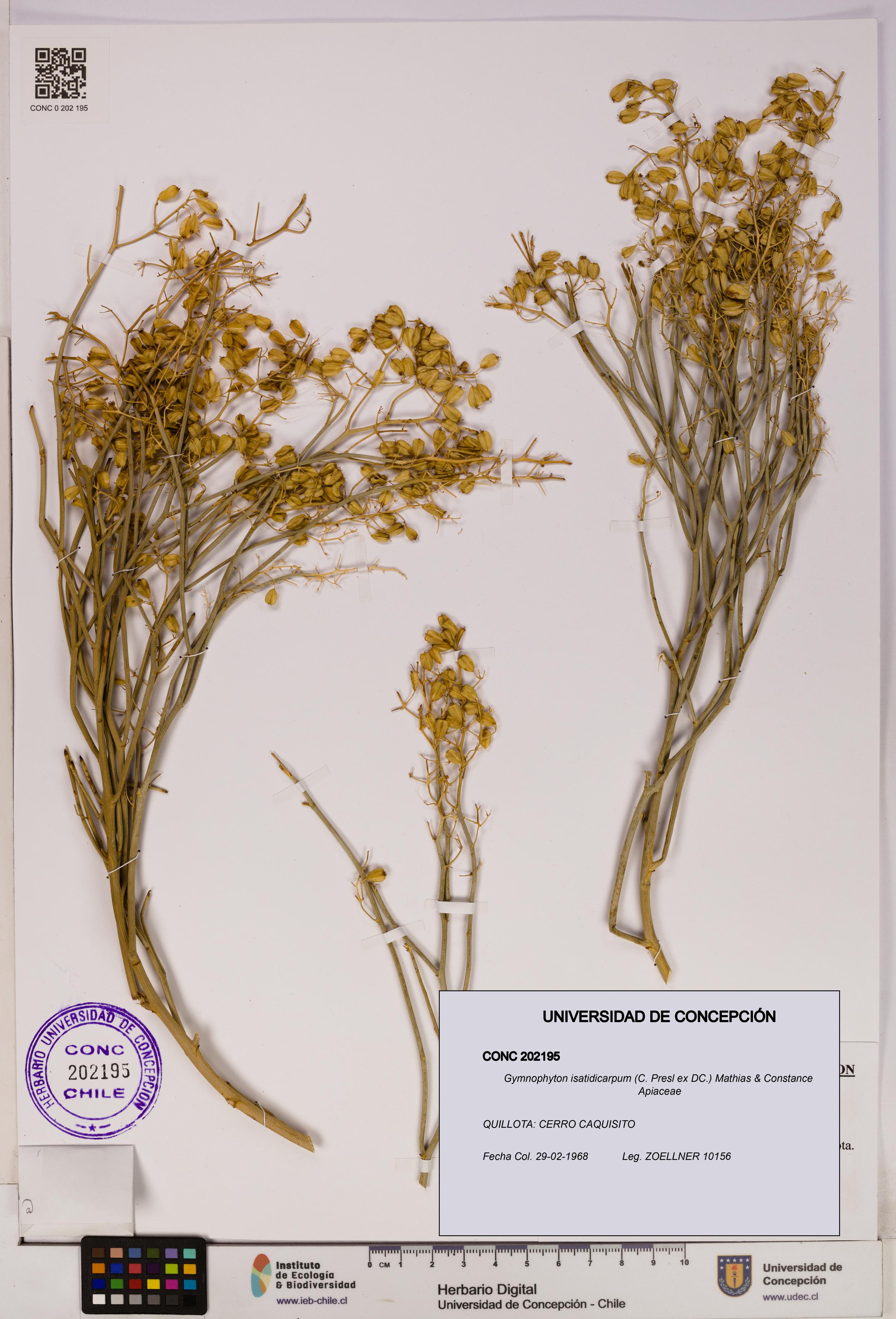 Gymnophyton isatidicarpum [Espécimen: UDEC:CONC:0202195]