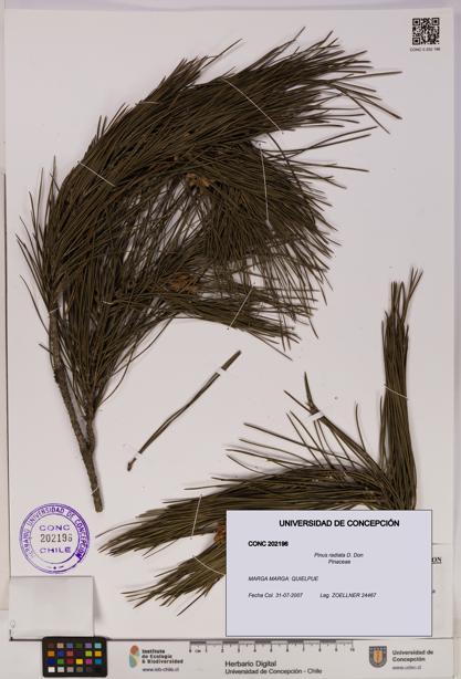 Pinus radiata [Espécimen: UDEC:CONC:0202196]