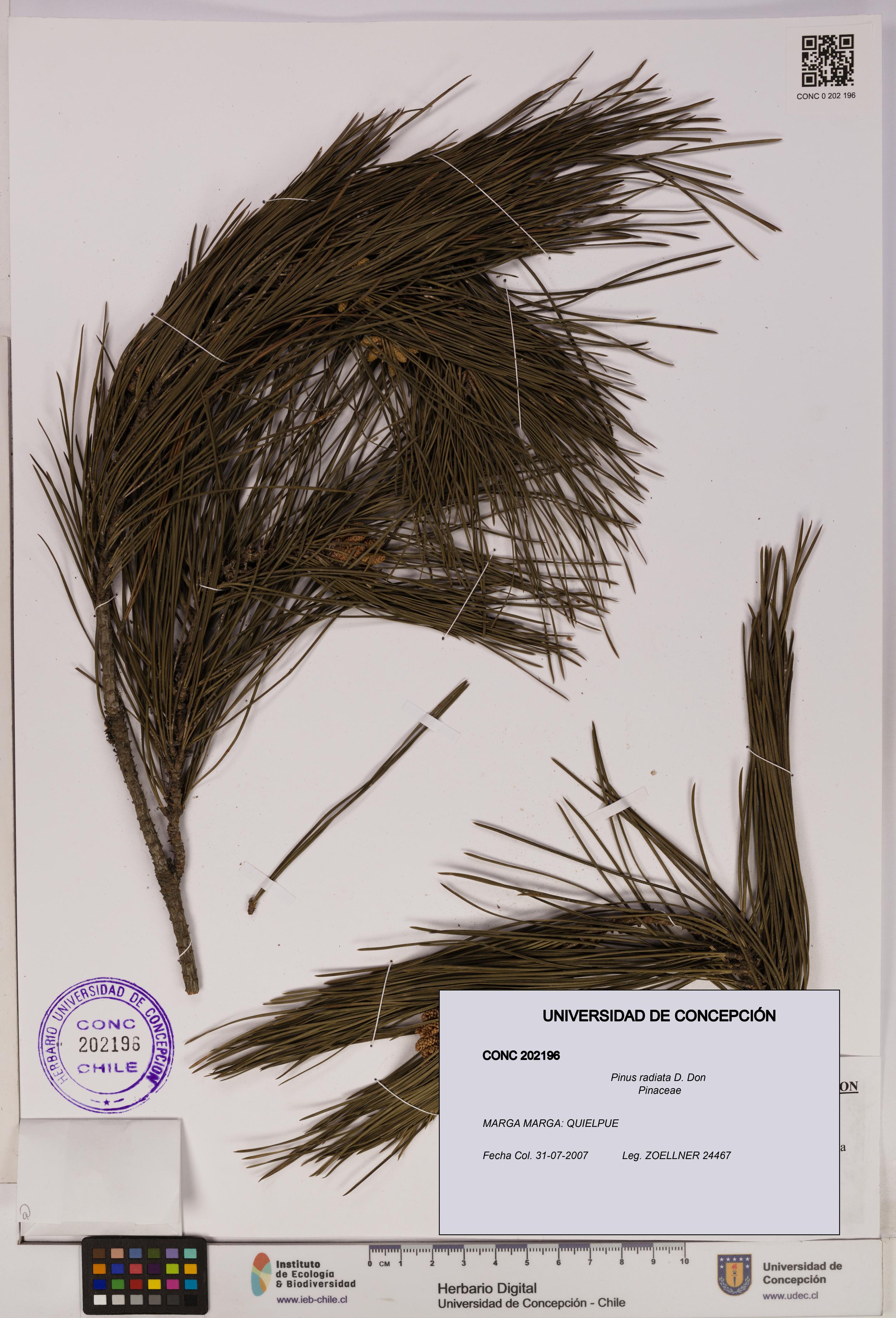 Pinus radiata [Espécimen: UDEC:CONC:0202196]