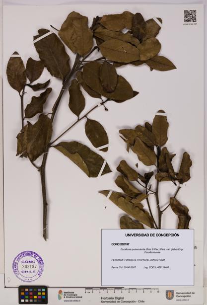 Escallonia pulverulenta var. glabra [Espécimen: UDEC:CONC:0202197]