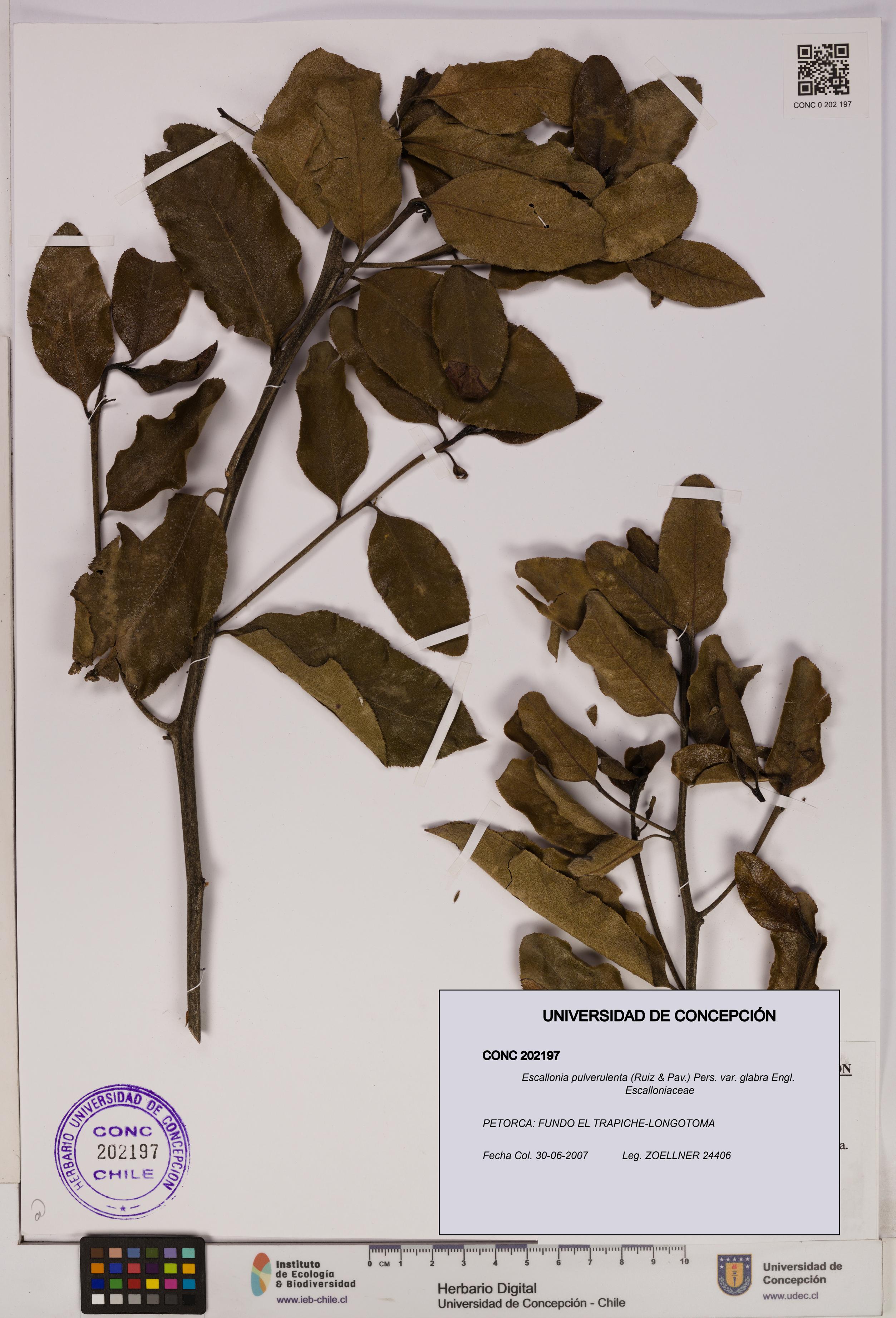 Escallonia pulverulenta var. glabra [Espécimen: UDEC:CONC:0202197]