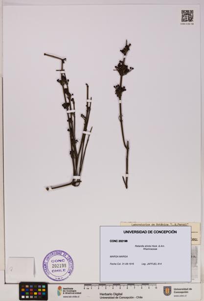 Retanilla stricta [Espécimen: UDEC:CONC:0202198]