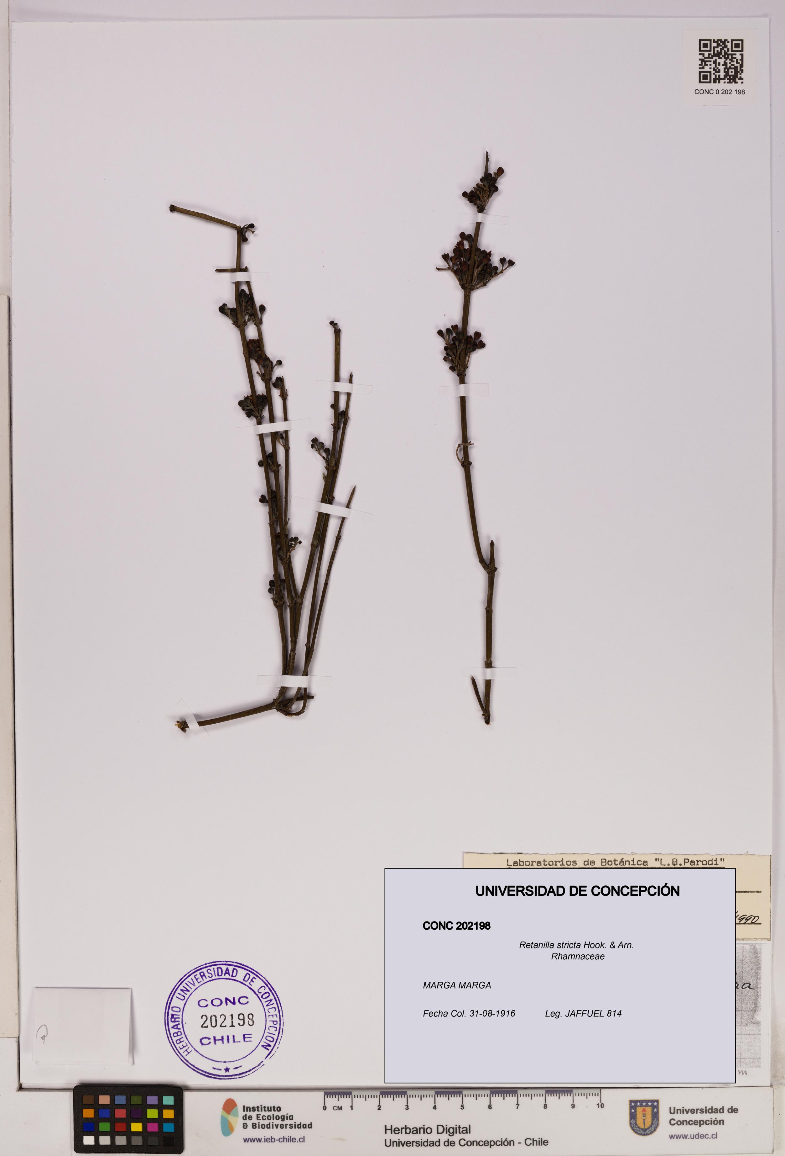 Retanilla stricta [Espécimen: UDEC:CONC:0202198]