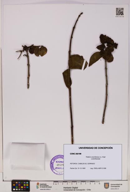 Tristerix corymbosus [Espécimen: UDEC:CONC:0202199]