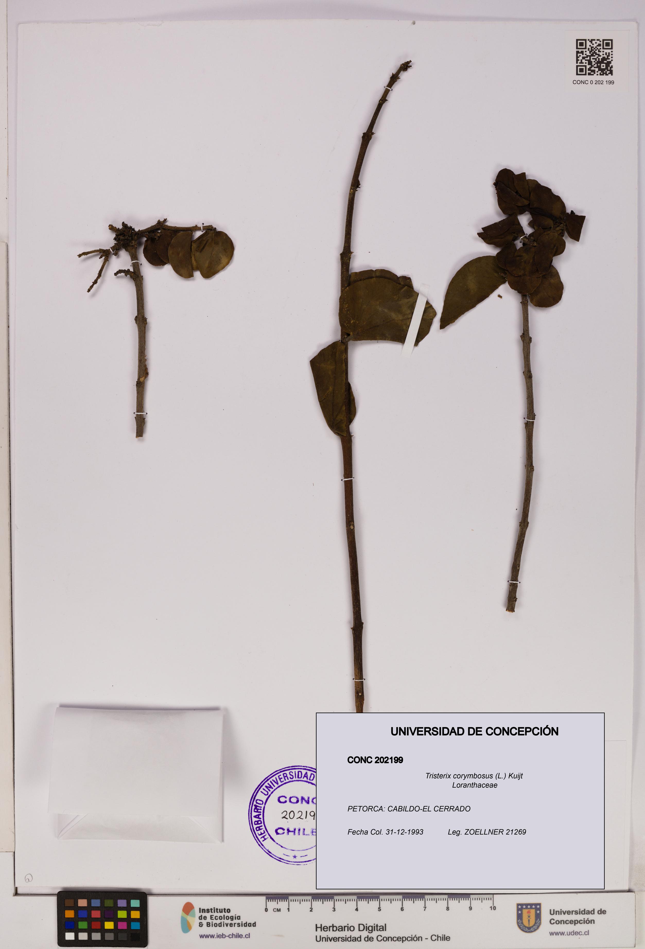 Tristerix corymbosus [Espécimen: UDEC:CONC:0202199]