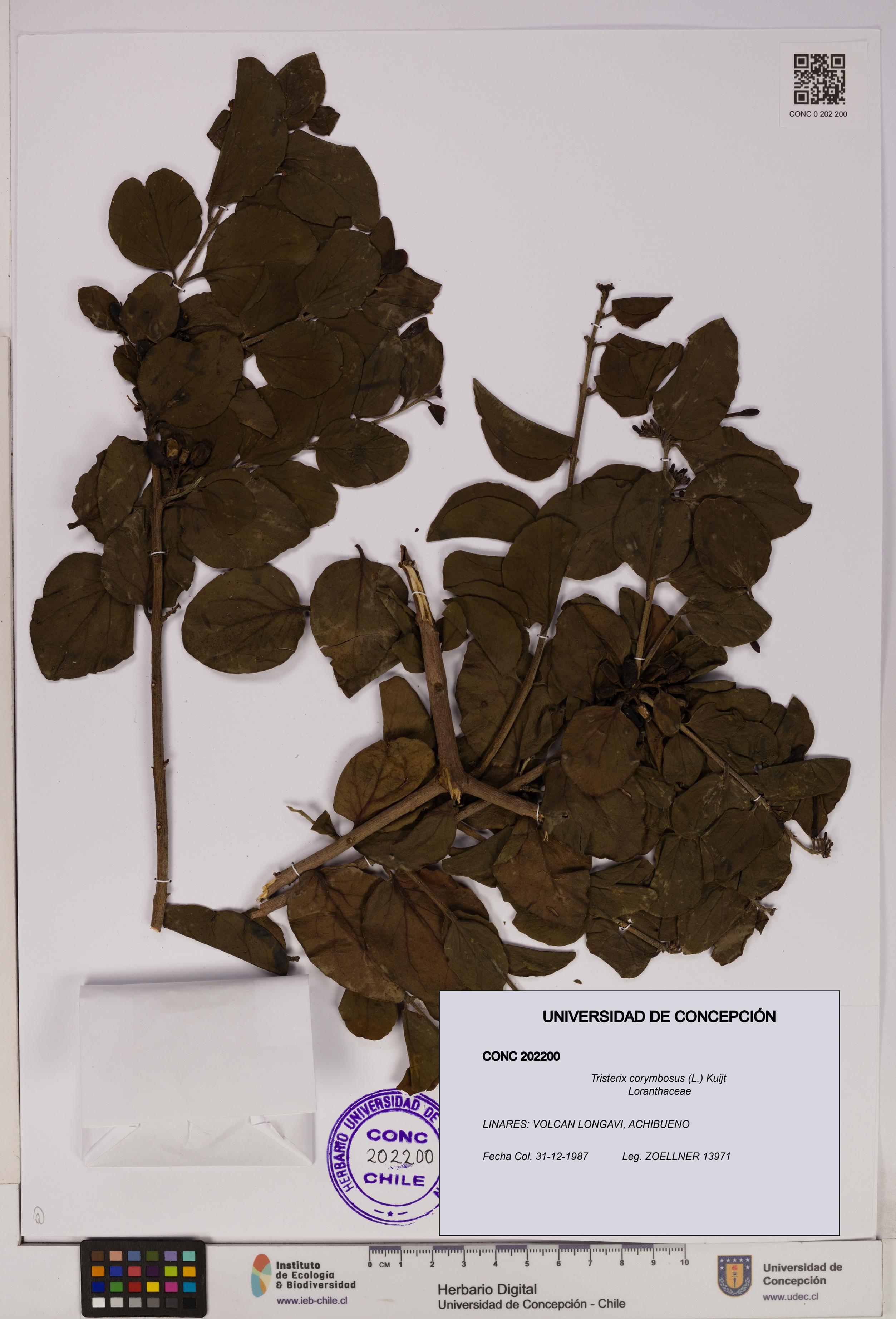 Tristerix corymbosus [Espécimen: UDEC:CONC:0202200]