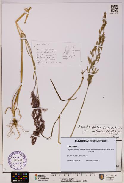 Agrostis glabra var. melanthes [Espécimen: UDEC:CONC:0202201]