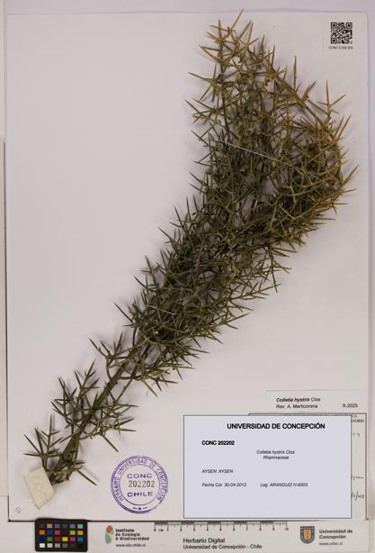 Colletia hystrix [Espécimen: UDEC:CONC:0202202]