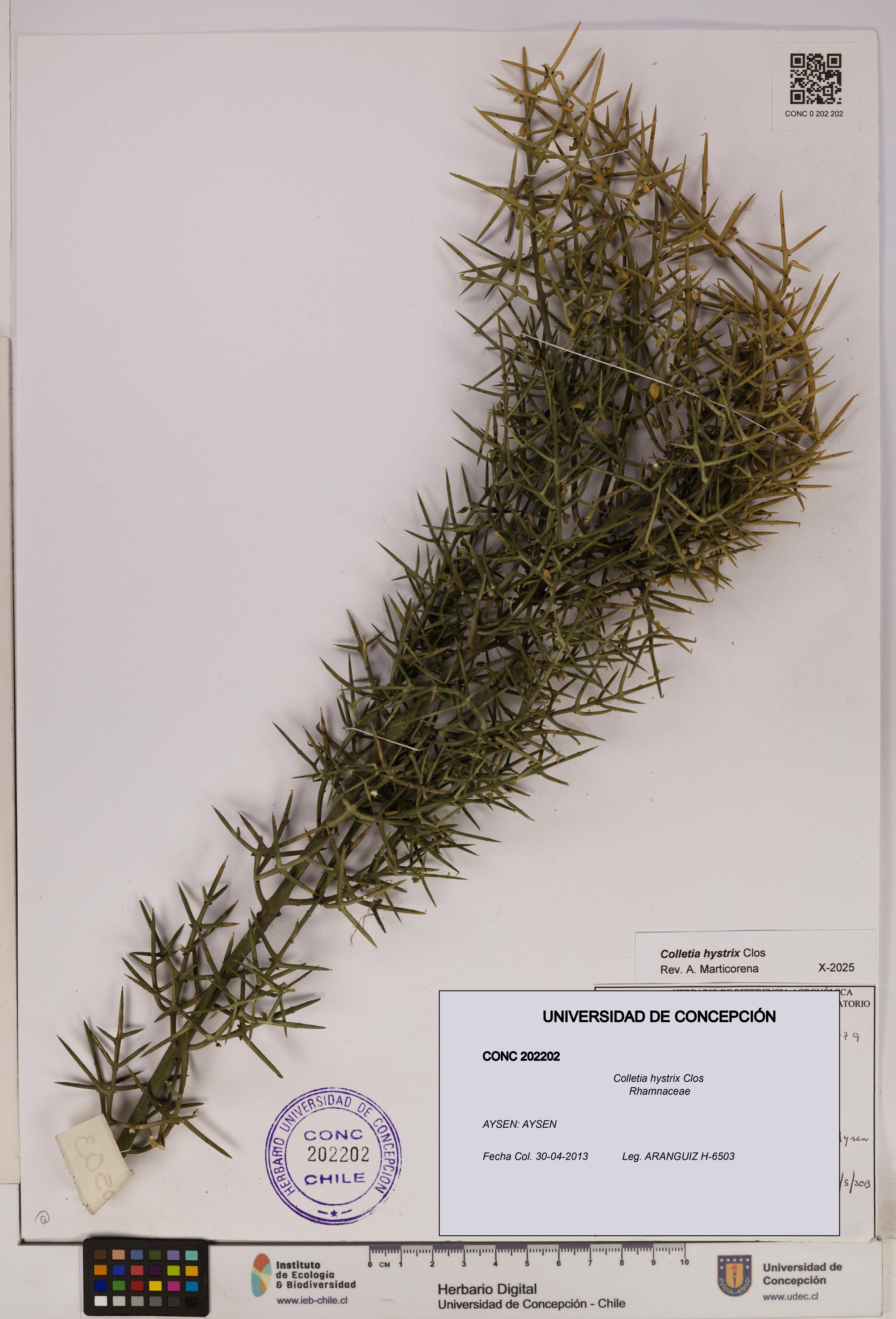 Colletia hystrix [Espécimen: UDEC:CONC:0202202]