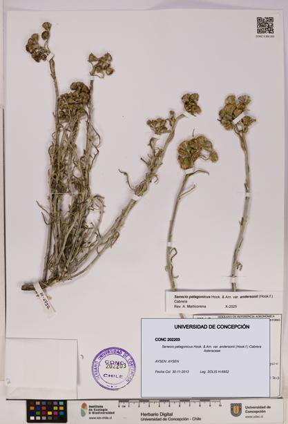 Senecio patagonicus var. andersonii [Espécimen: UDEC:CONC:0202203]
