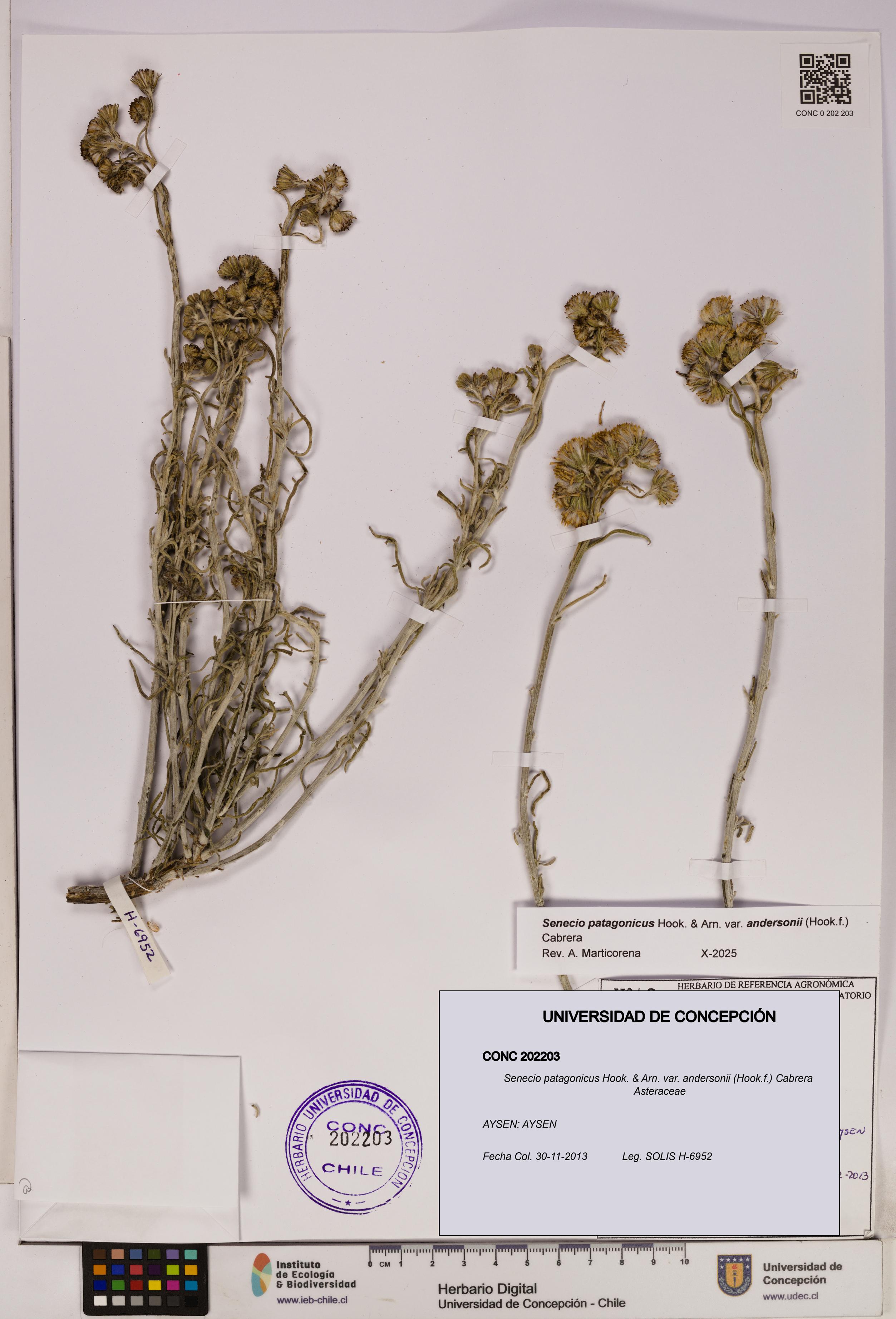 Senecio patagonicus var. andersonii [Espécimen: UDEC:CONC:0202203]