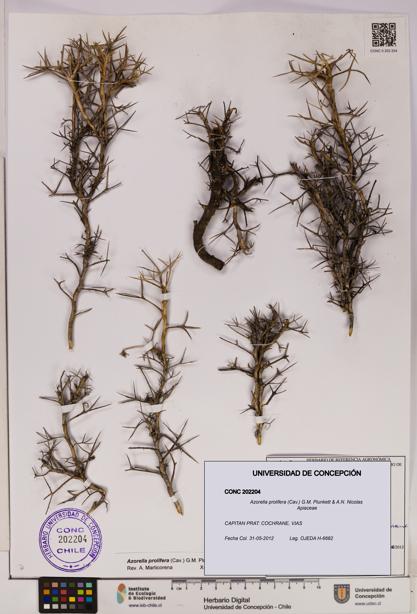 Azorella prolifera [Espécimen: UDEC:CONC:0202204]