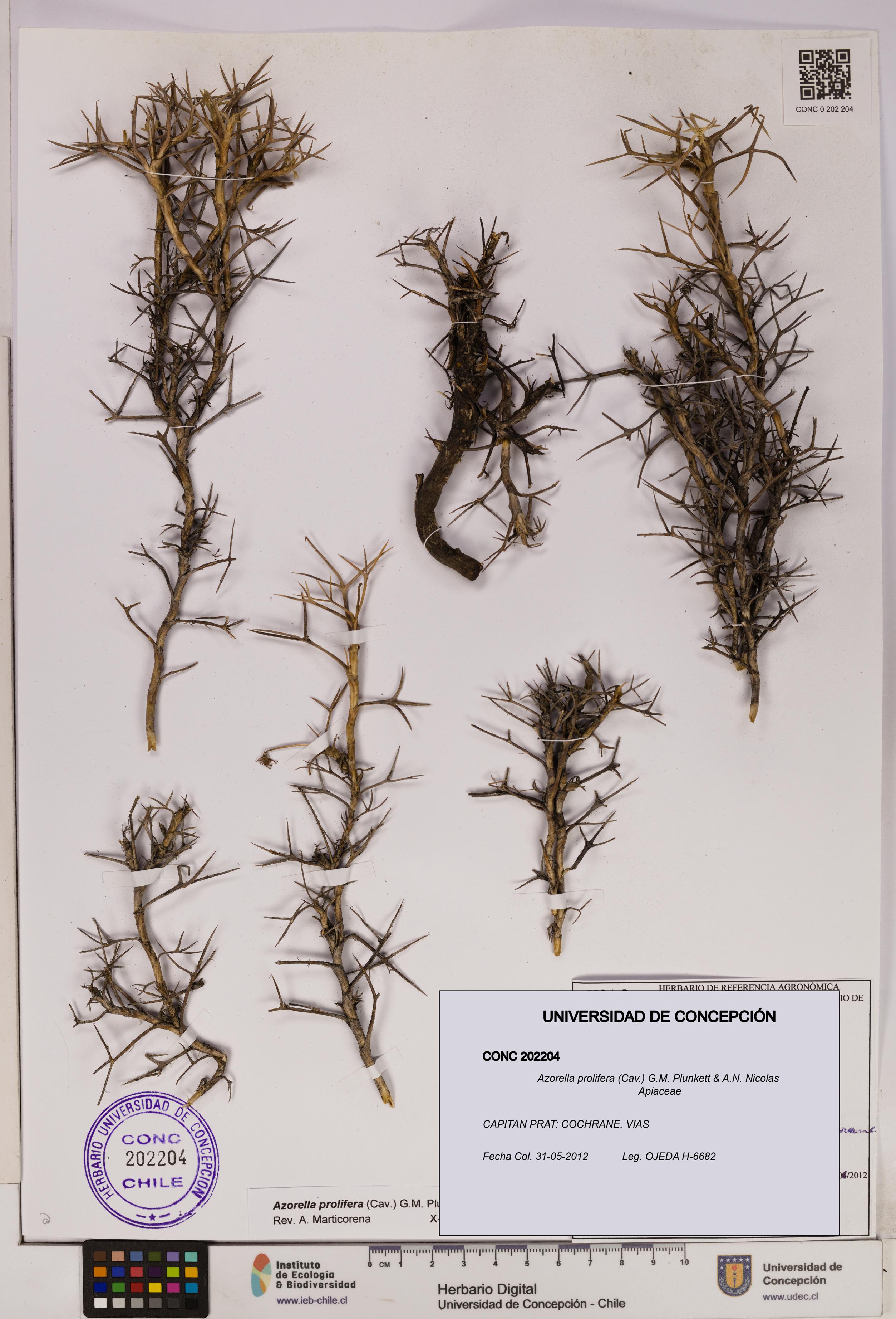 Azorella prolifera [Espécimen: UDEC:CONC:0202204]