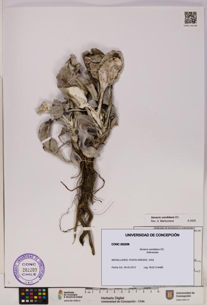 Senecio candidans [Espécimen: UDEC:CONC:0202209]