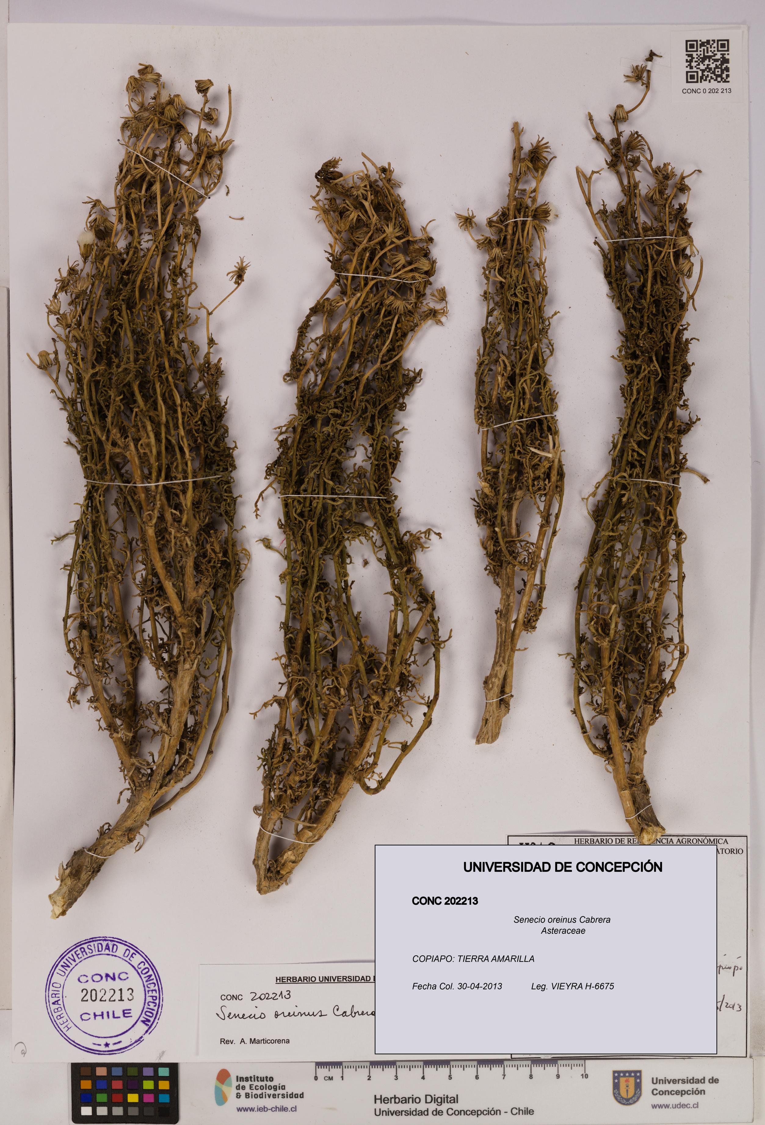 Senecio oreinus [Espécimen: UDEC:CONC:0202213]