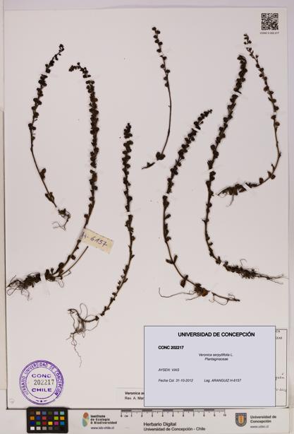 Veronica serpyllifolia [Espécimen: UDEC:CONC:0202217]