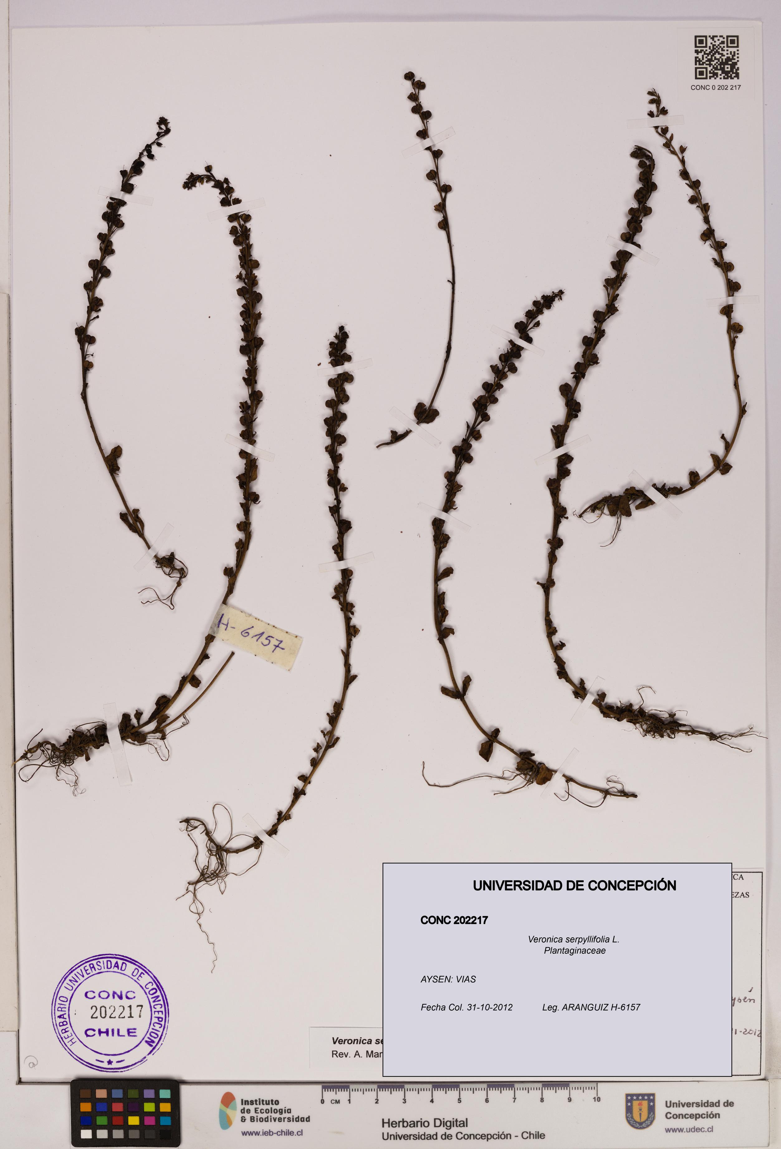 Veronica serpyllifolia [Espécimen: UDEC:CONC:0202217]