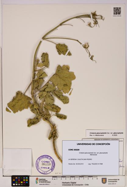 Cristaria glaucophylla [Espécimen: UDEC:CONC:0202220]