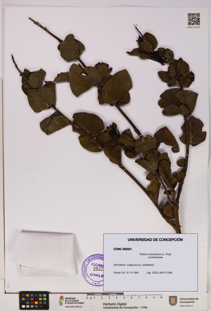 Tristerix corymbosus [Espécimen: UDEC:CONC:0202221]