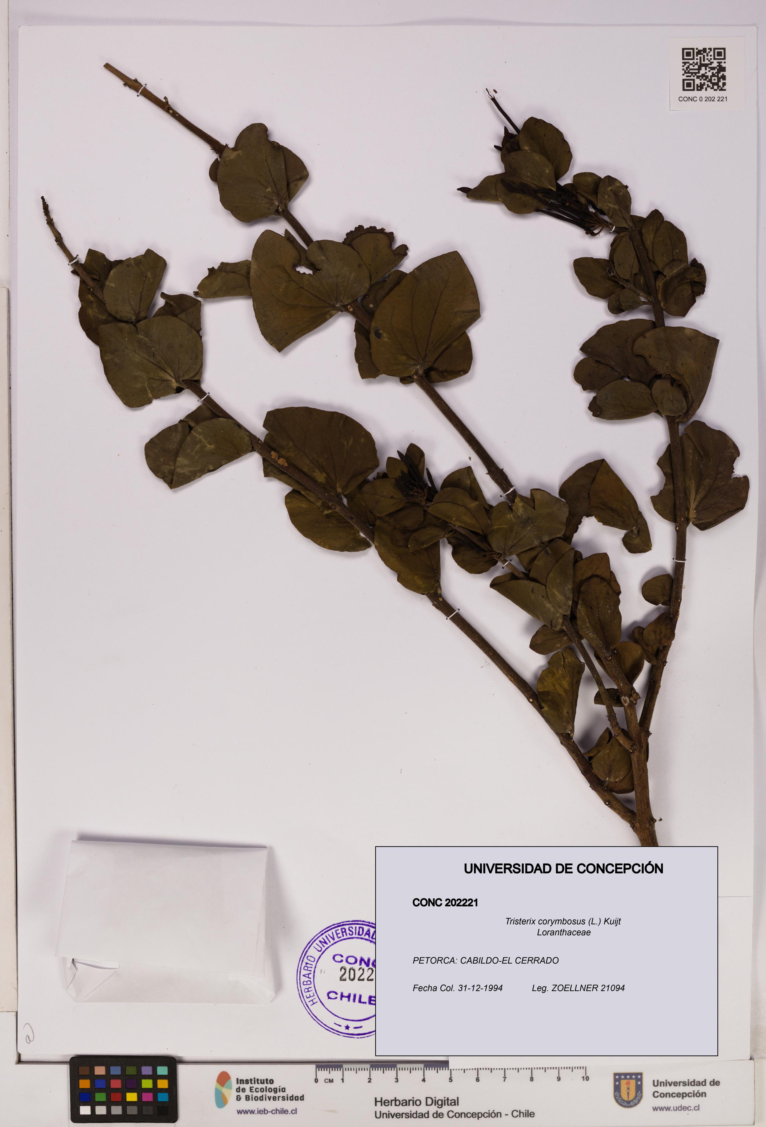 Tristerix corymbosus [Espécimen: UDEC:CONC:0202221]