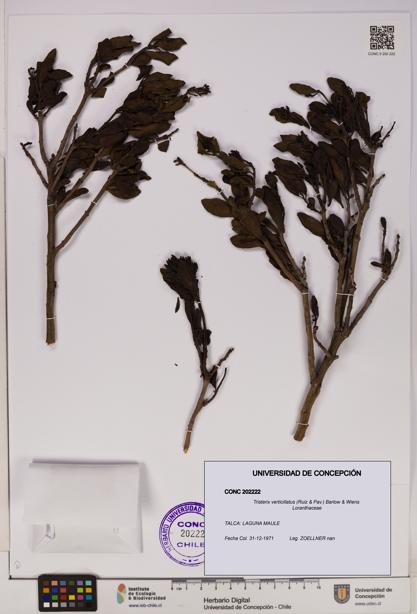Tristerix verticillatus [Espécimen: UDEC:CONC:0202222]