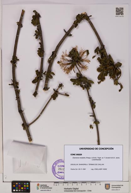 Desmaria mutabilis [Espécimen: UDEC:CONC:0202223]