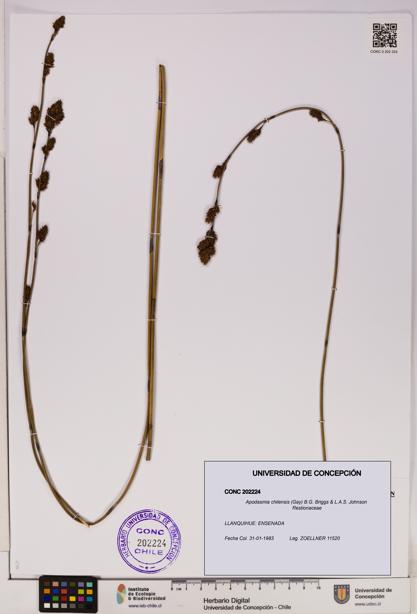 Apodasmia chilensis [Espécimen: UDEC:CONC:0202224]