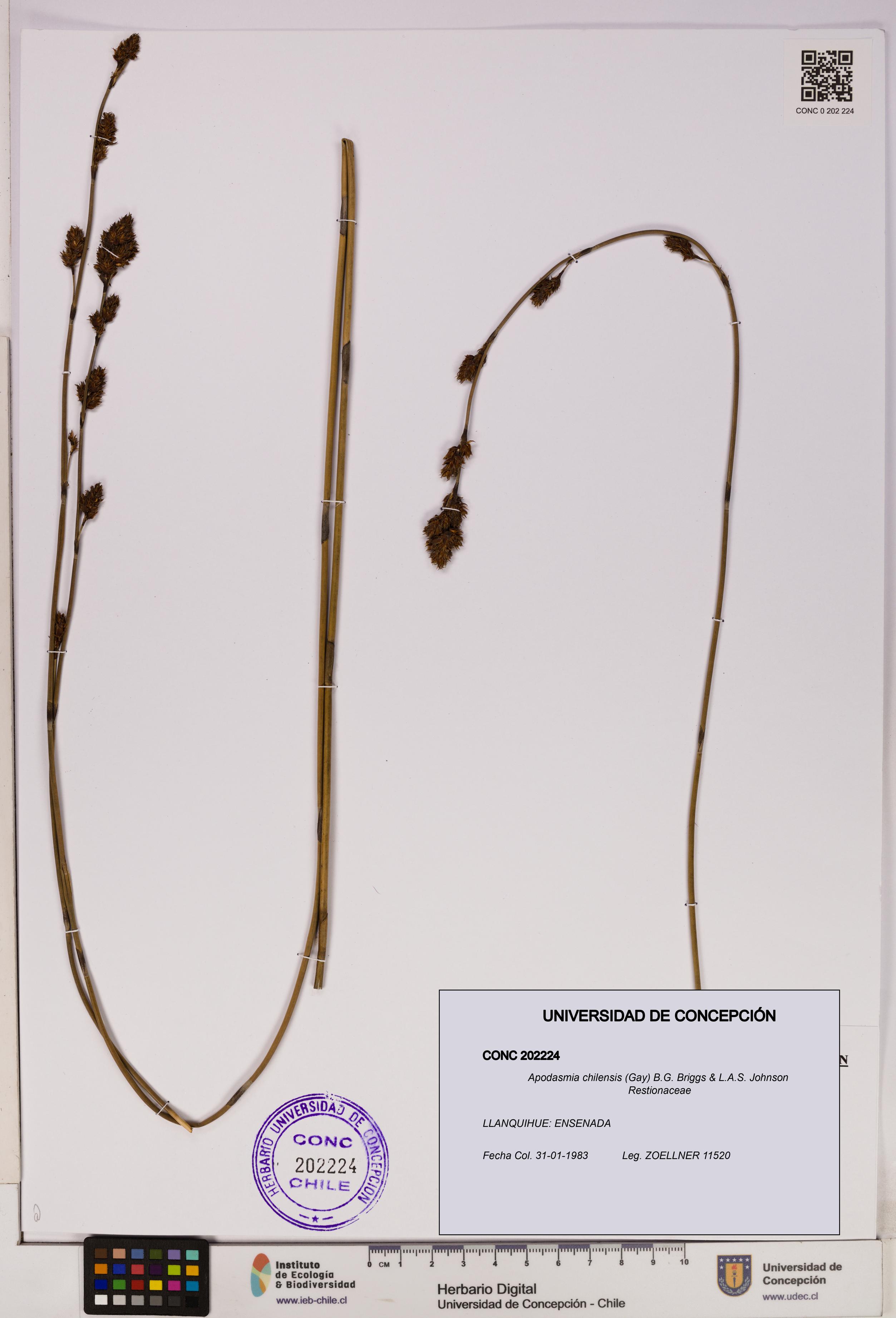 Apodasmia chilensis [Espécimen: UDEC:CONC:0202224]