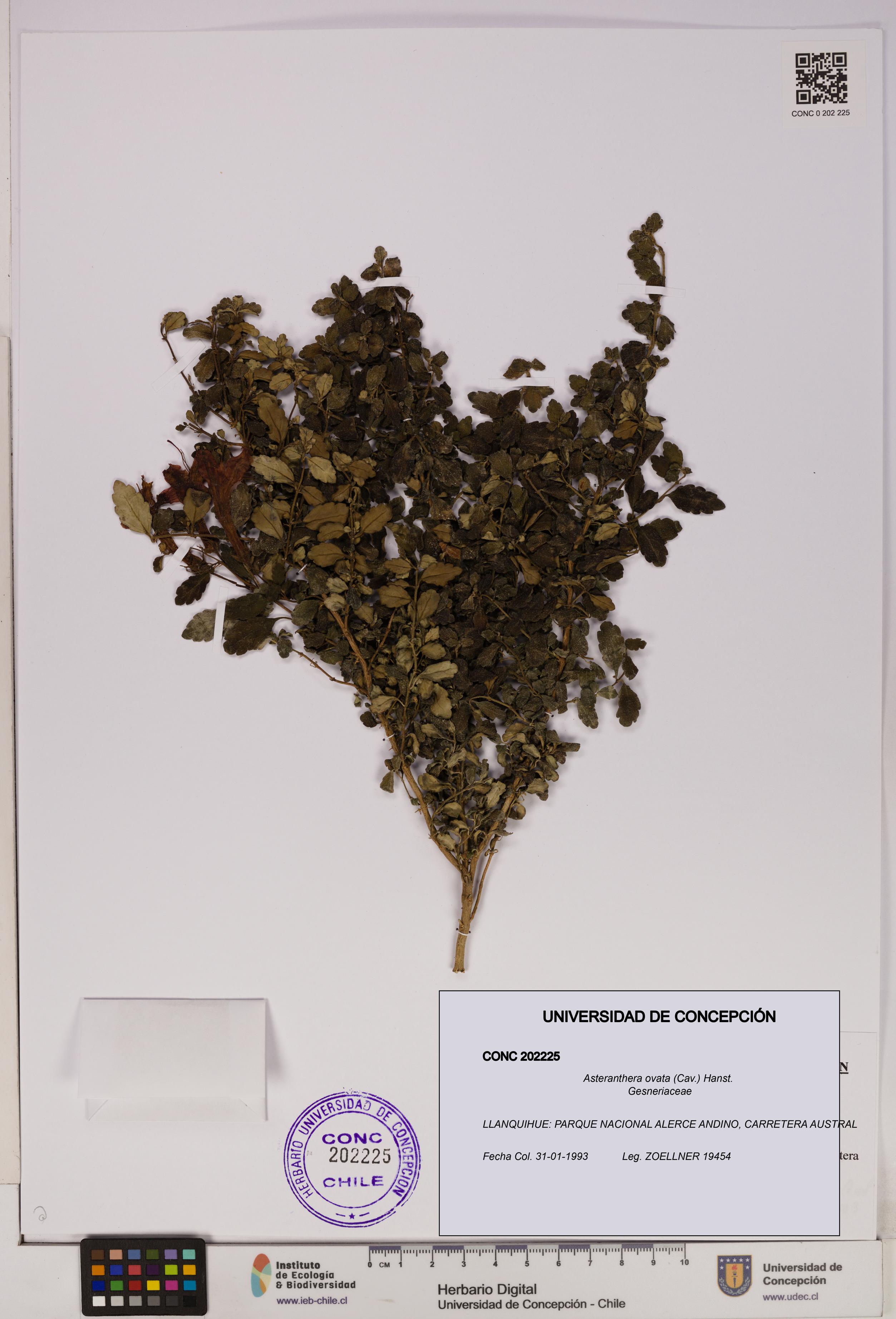 Asteranthera ovata [Espécimen: UDEC:CONC:0202225]