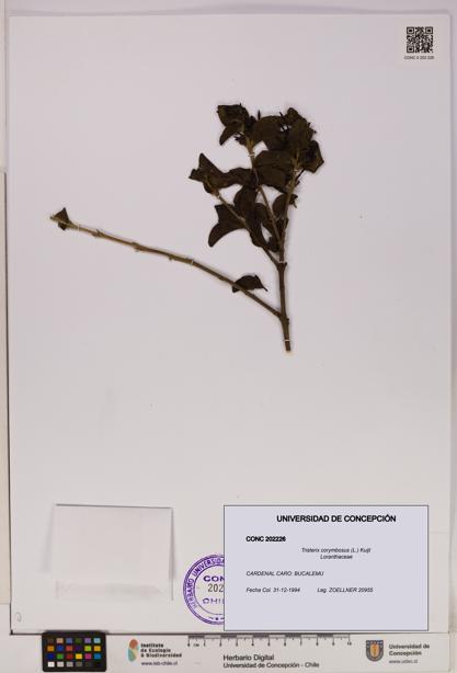 Tristerix corymbosus [Espécimen: UDEC:CONC:0202226]