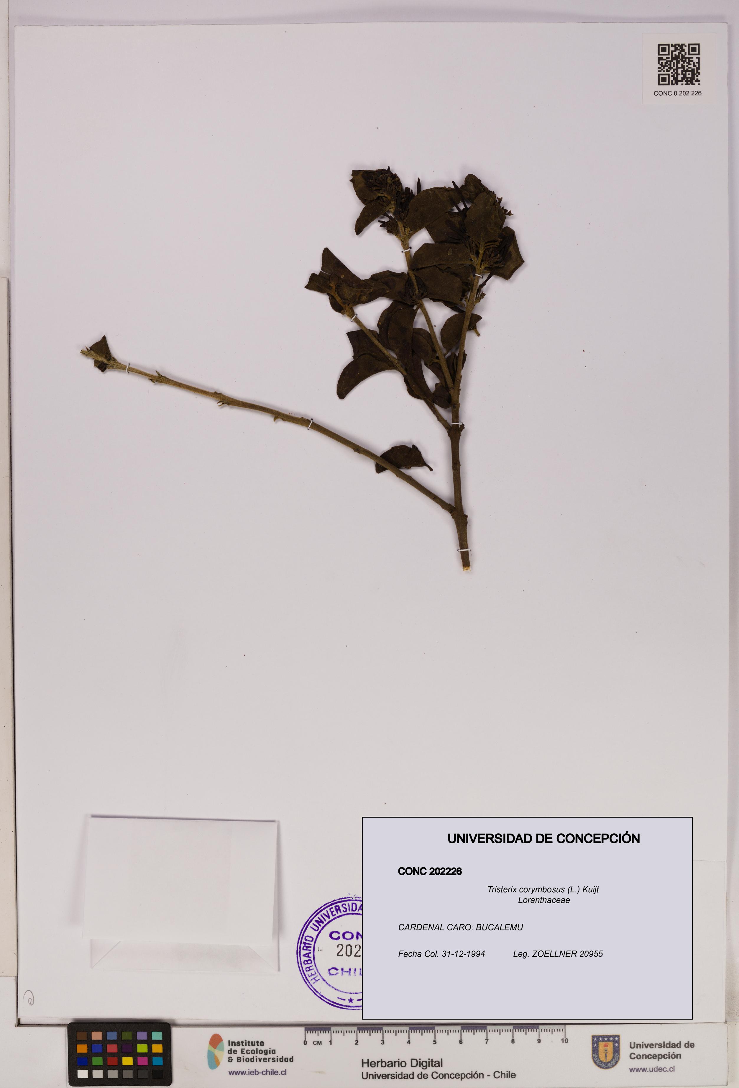 Tristerix corymbosus [Espécimen: UDEC:CONC:0202226]