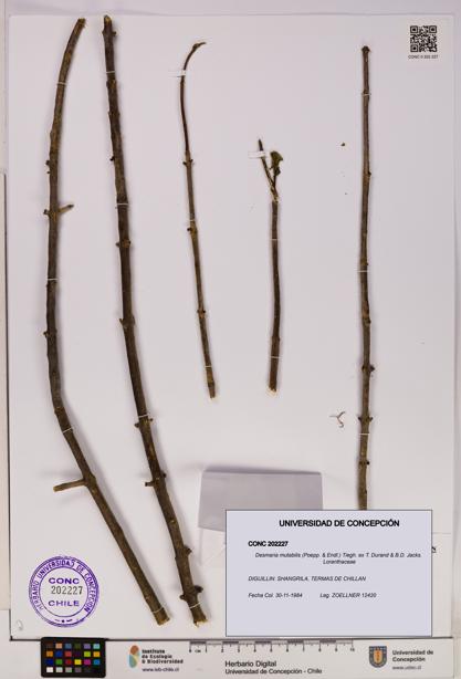 Desmaria mutabilis [Espécimen: UDEC:CONC:0202227]