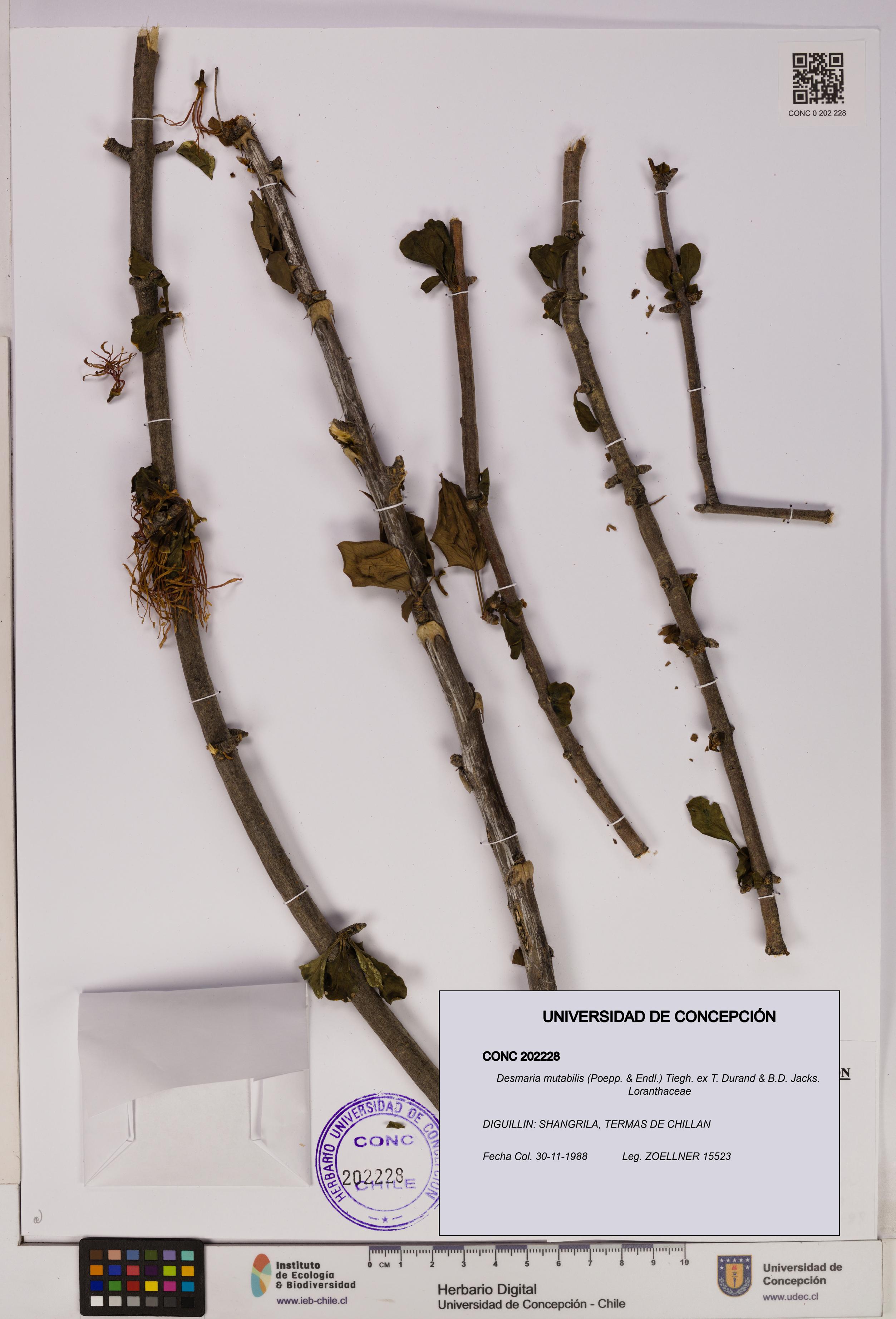 Desmaria mutabilis [Espécimen: UDEC:CONC:0202228]