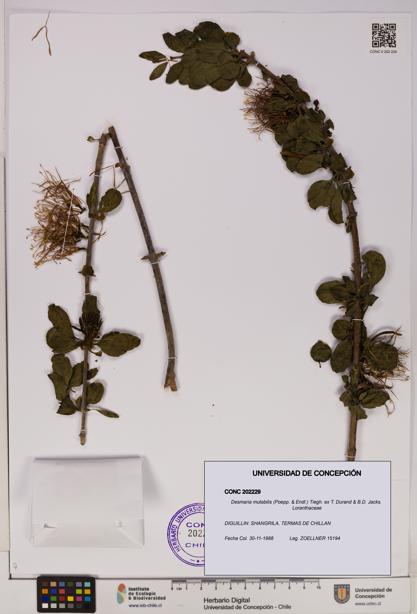 Desmaria mutabilis [Espécimen: UDEC:CONC:0202229]