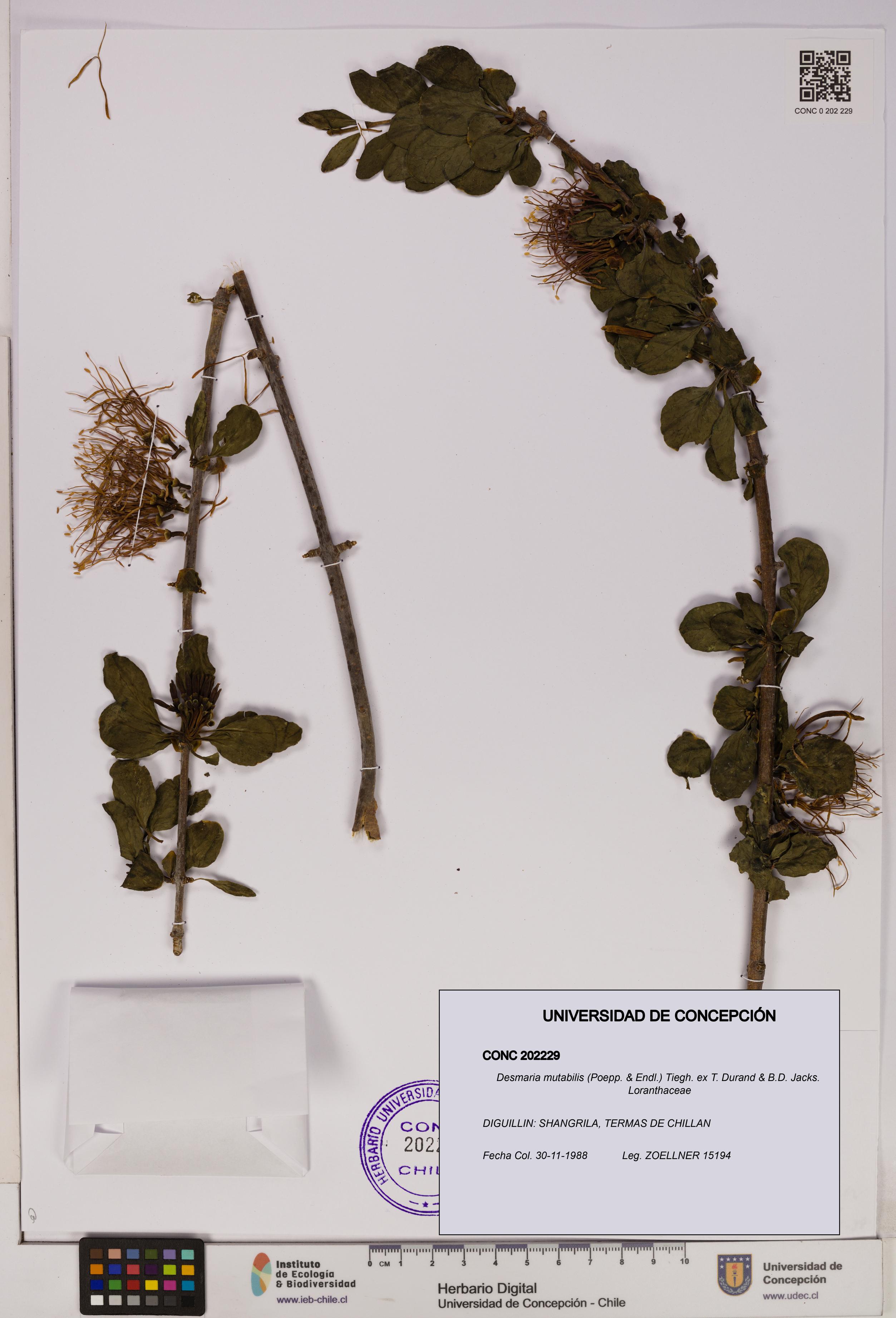 Desmaria mutabilis [Espécimen: UDEC:CONC:0202229]