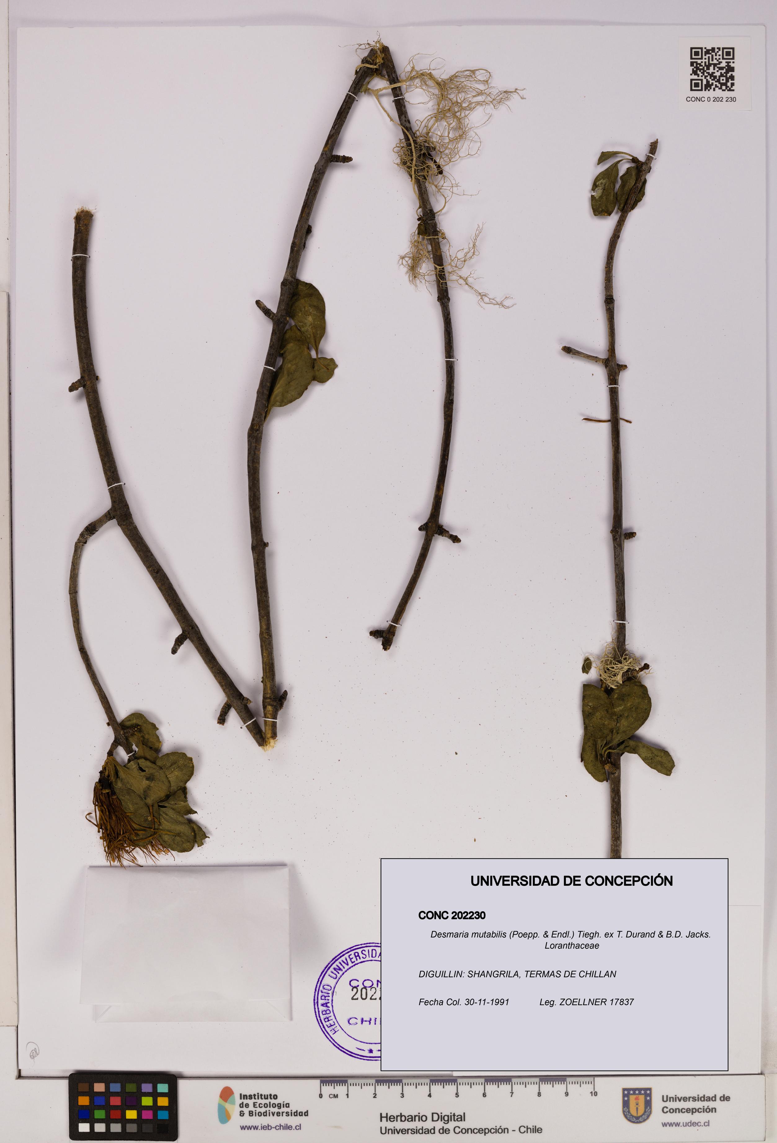 Desmaria mutabilis [Espécimen: UDEC:CONC:0202230]