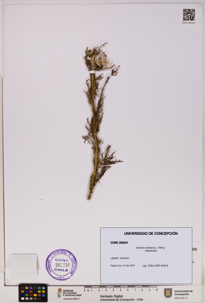 Senecio aristianus [Espécimen: UDEC:CONC:0202231]