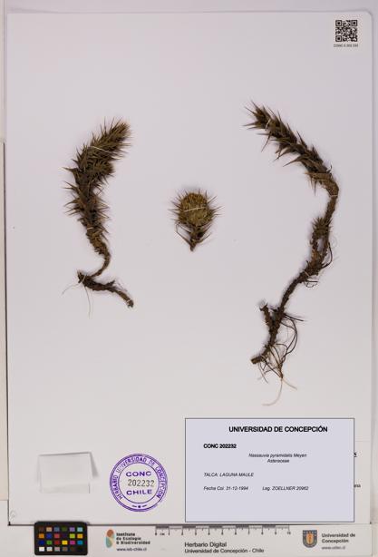 Nassauvia pyramidalis [Espécimen: UDEC:CONC:0202232]