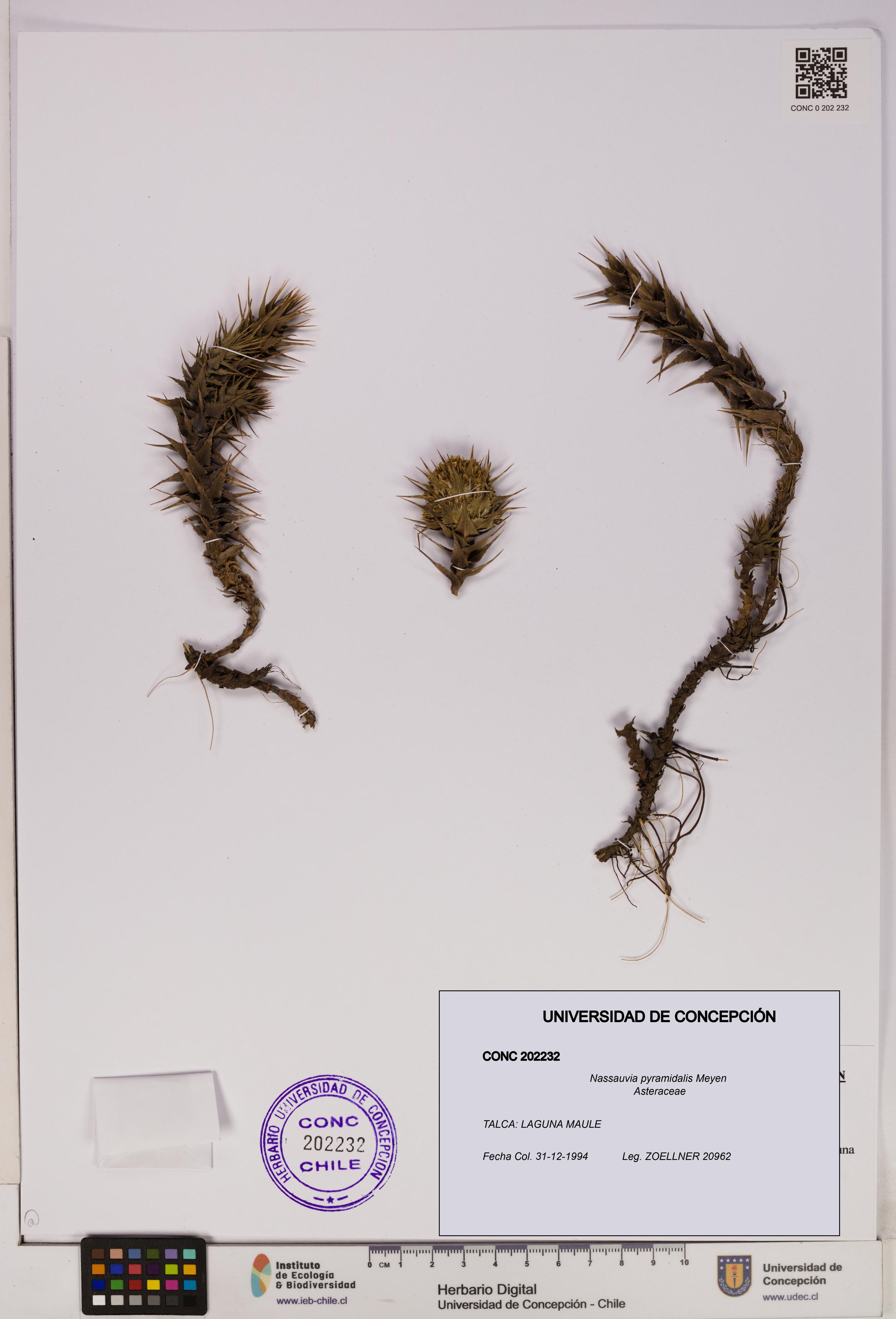 Nassauvia pyramidalis [Espécimen: UDEC:CONC:0202232]