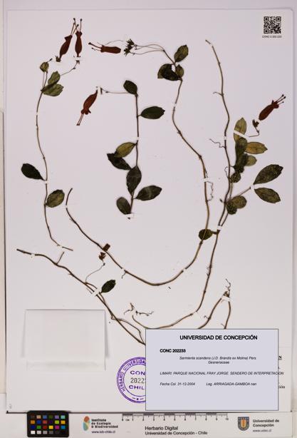 Sarmienta scandens [Espécimen: UDEC:CONC:0202233]