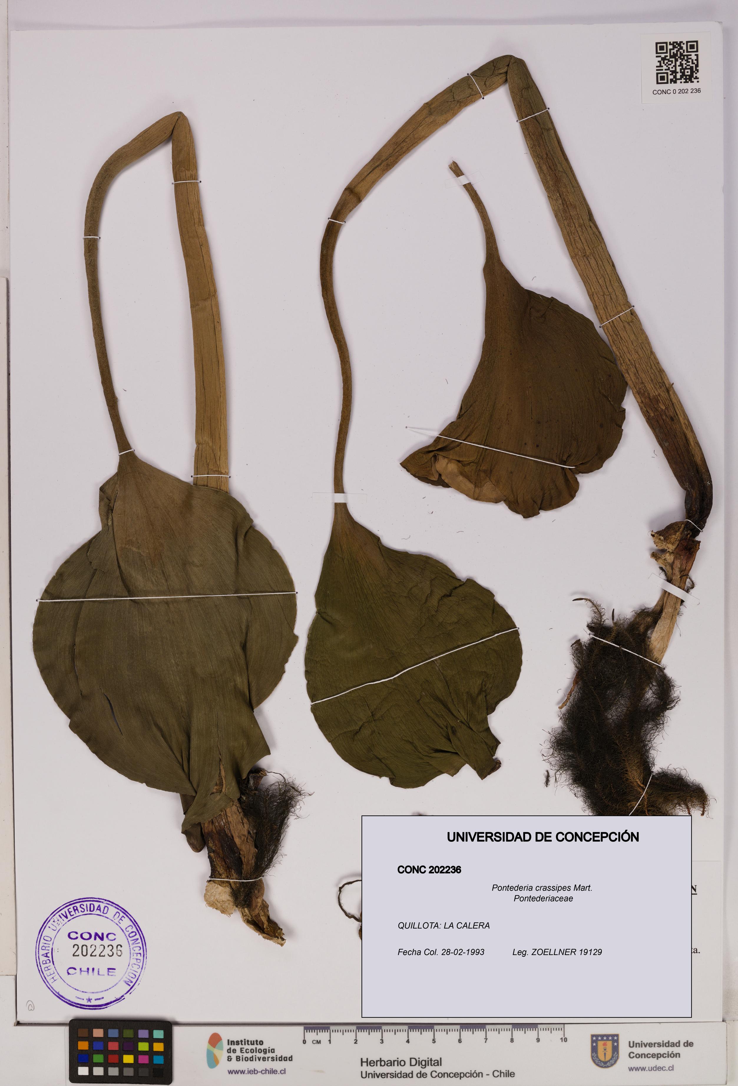 Pontederia crassipes [Espécimen: UDEC:CONC:0202236]