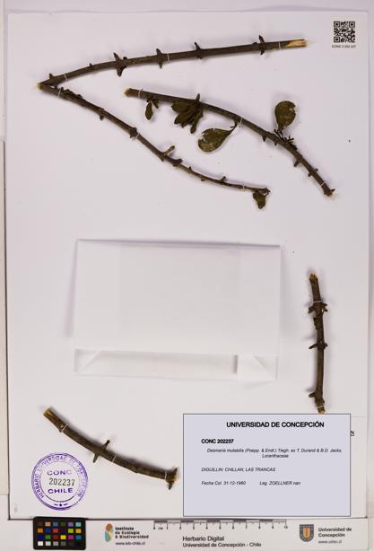 Desmaria mutabilis [Espécimen: UDEC:CONC:0202237]